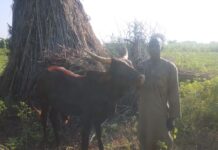 KANO STATE FIRE SERVICE RESCUES COW OWNER FROM OLD WELL IN MAKODA LGA
